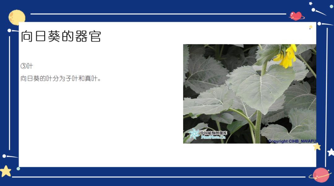 图片[13]-「云上」太阳花：向下扎根，向阳生长-氢创项目设计研究所