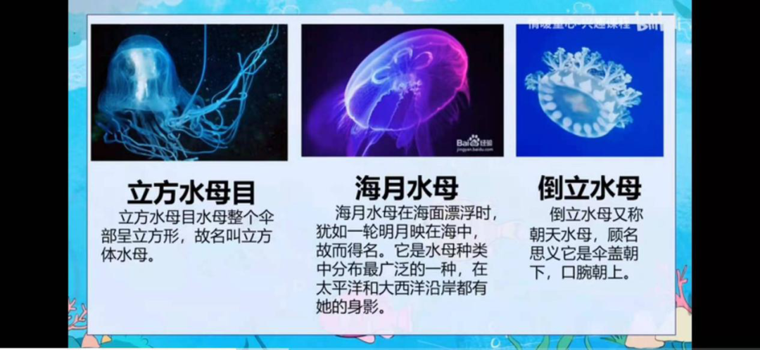 图片[5]-神奇的海洋世界——“情暖童心·‘云’上同行”第五教学小组志愿者王云艳课程纪实-氢创项目设计研究所